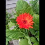 ബിന്‍ത് സ്വാലിഹ്  Profile